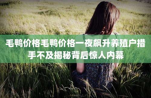 毛鸭价格毛鸭价格一夜飙升养殖户措手不及揭秘背后惊人内幕