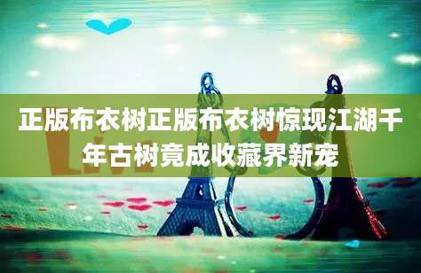 正版布衣树正版布衣树惊现江湖千年古树竟成收藏界新宠