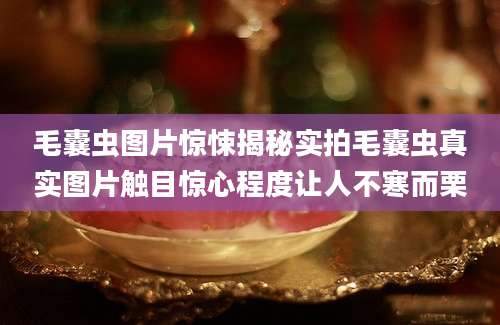 毛囊虫图片惊悚揭秘实拍毛囊虫真实图片触目惊心程度让人不寒而栗