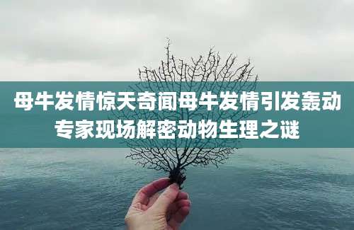 母牛发情惊天奇闻母牛发情引发轰动专家现场解密动物生理之谜