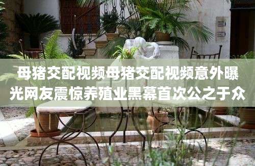 母猪交配视频母猪交配视频意外曝光网友震惊养殖业黑幕首次公之于众