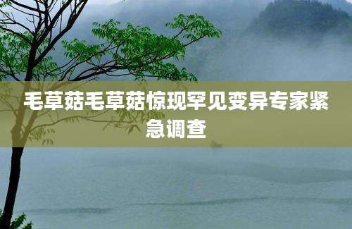 毛草菇毛草菇惊现罕见变异专家紧急调查