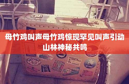 母竹鸡叫声母竹鸡惊现罕见叫声引动山林神秘共鸣